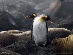Tapeta National Geographic 441.jpg